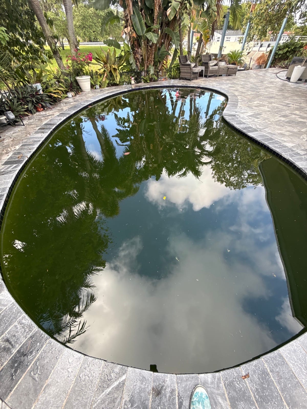 A neglected Delray Beach pool before green-pool recovery — heavy organic load, low free chlorine, and elevated phosphate produced this state in under a week