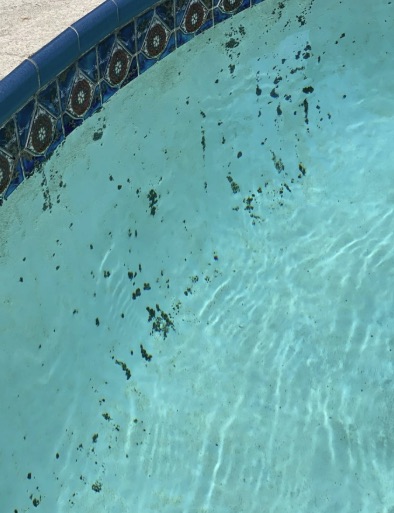 Black algae embedded in the plaster pits of an older South Florida pool — blue-black spots rooted into the porous surface that resist normal chlorine