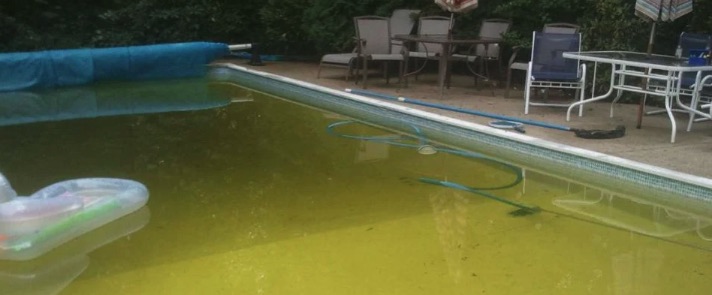 Mustard / yellow algae clinging to the shaded wall and steps of a South Florida pool — a fine yellow powder-like dusting that tolerates normal chlorine levels